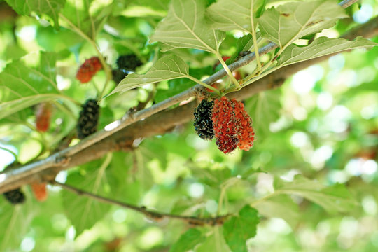 mulberry fruit on tree