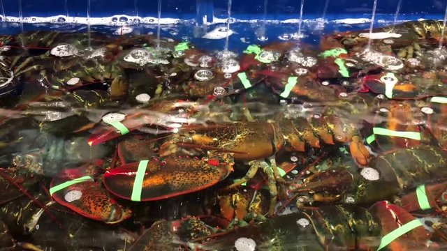 Motion of live lobsters in the tank at T&T supermarket