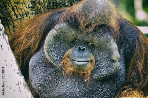 “Image of a big male orangutan orange monkey. Wild Animals.” Stock