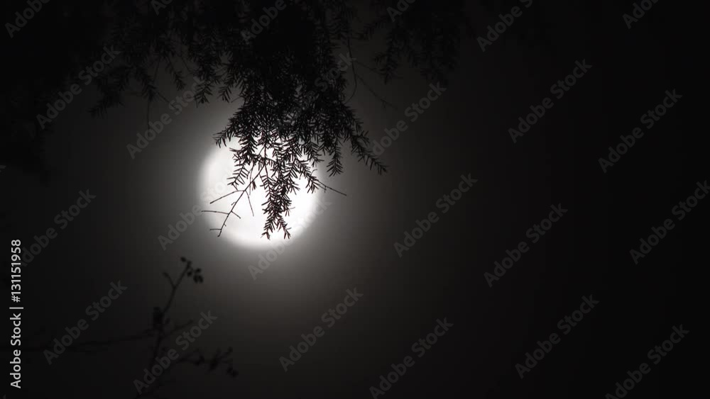 Poster real time night scenic with full moon shining behind a hanging fir tree branch.