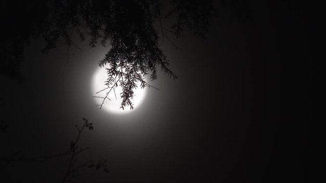 Real time night scenic with full moon shining behind a hanging fir tree branch.