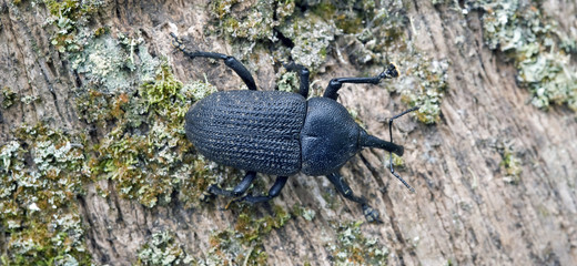 Snout beetle on leaf on the forest floor