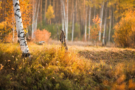 Fototapeta white birch trees in orange forest