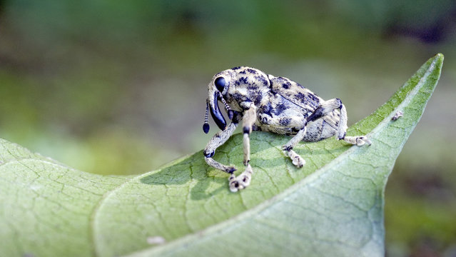 Snout beetle on leaf on the forest floor