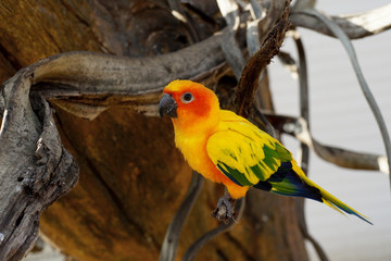 sun conure, beautiful yellow parrot bird