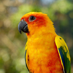 sun conure, beautiful yellow parrot bird