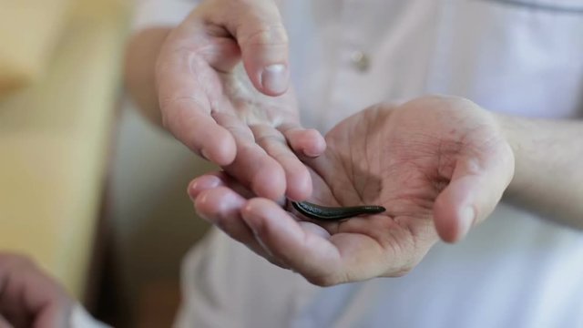 Medical leech is wiggling on palm doctor.