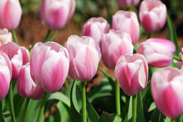 Obraz premium close up on tulip blooming in spring