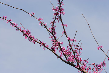 spring flower blooming, close up on branches