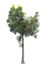 Closeup Big Tree isolated on white background
