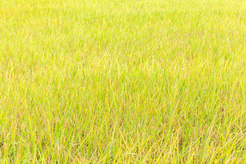 Golden rice paddy in field farm, ready to harvesting.