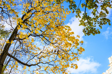Fall forest at the catherine palace