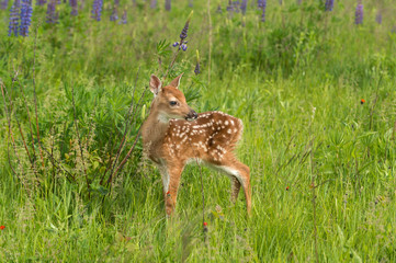 White-Tailed Deer Fawn (Odocoileus virginianus) Turned Right