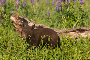 Black Bear Cub (Ursus americanus) Sticks Out Tongue