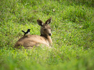 Fototapeta premium Bird sitting on a resting kangaroo