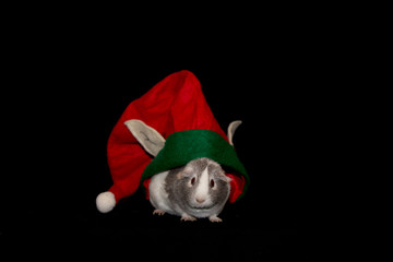 Adorable guinea pig wearing an elf hat with black background