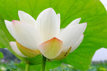 lotus