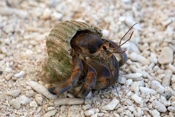 Hermit Crab - Nagannu Island , Okinawa, Japan
