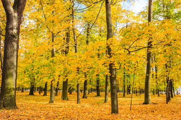 Fall at Saint Petersburg, Russia