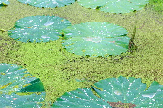 waterdrop on lotus leaf