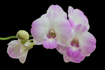 Naklejka na ściany i meble Beautiful pink-white color orchids isolated on black color background
