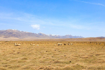 prairie with sheep