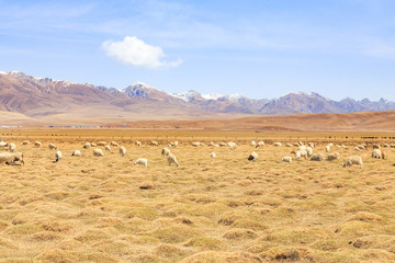 Fototapeta na wymiar prairie with sheep