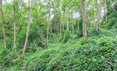 Fototapeta premium green forest trees
