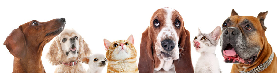 Cute friendly pets on white background