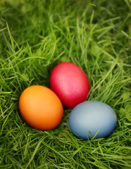 Easter eggs on green grass