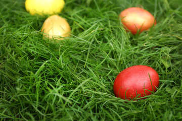 Easter eggs on green grass