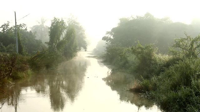 trees and canal in the mist