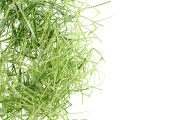 Kaffir lime leaf isolated on white background