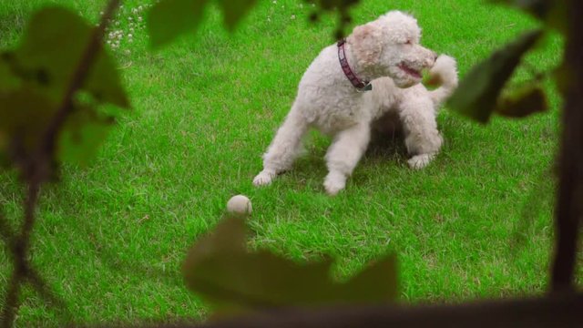 Dog scratching on green grass. White Labradoodle itching on lawn. Cute pet scratching himself outside. Lovely pet lying at green lawn. Itchy dog on grass. Animal instinct
