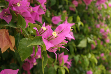 Pink Flowers - Taketomi Island , Okinawa, Japan