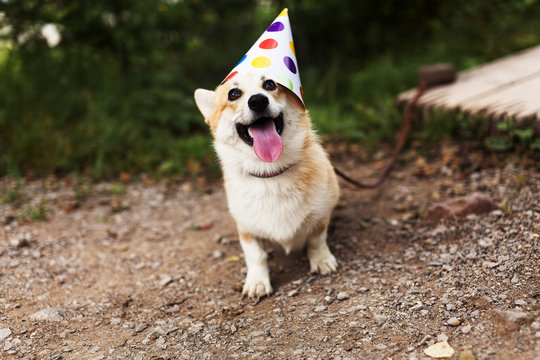 Smiling corgi dog in a fancy cap, celebrating Birthday