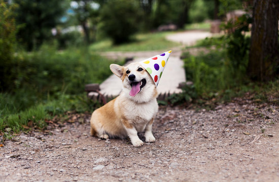 Smiling corgi dog in a fancy cap, celebrating Birthday