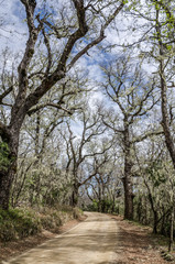National Park Nahuelbuta, South of Chile.
