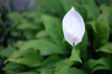flower in garden
