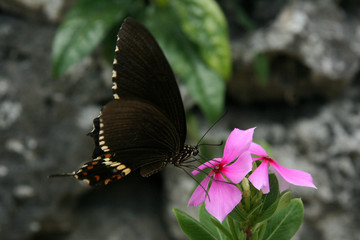 Black Butterfly - Taketomi Island , Okinawa, Japan