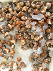 Fresh Spotted babylon snails in a tray with  ice