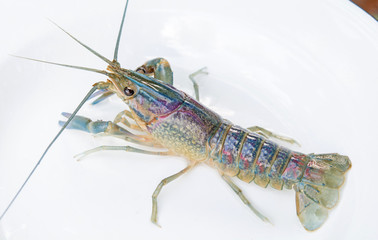 fresh lobster