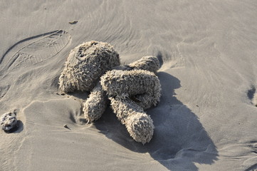 Teddy Washed up on Milnerton Beach, South Africa
