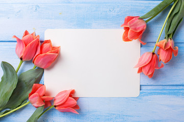Frame from aromatic coral tulips and empty tag  on blue  painted