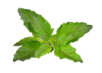 Holy basil or tulsi leaves isolated over white background