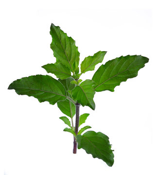Holy basil or tulsi leaves isolated over white background