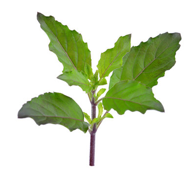 Holy basil or tulsi leaves isolated over white background
