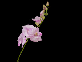Beautiful pink-white color orchids isolated on black color background