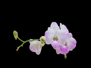 Beautiful pink-white color orchids isolated on black color background