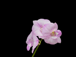 Beautiful pink-white color orchids isolated on black color background